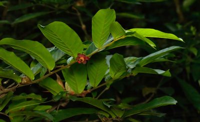Uvaria littoralis, photographed by portioid