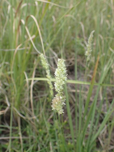 Koeleria capensis, photographed by bat (Maria Vorontsova)