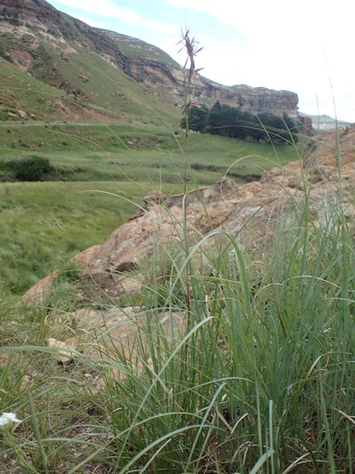 Cymbopogon nardus, photographed by bat (Maria Vorontsova)