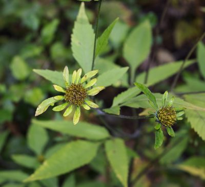 Bidens vulgata, photographed by aarongunnar
