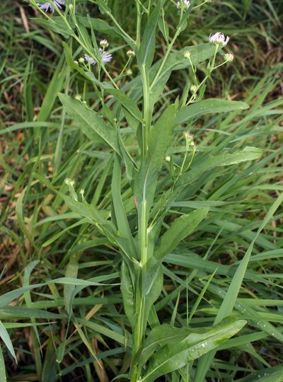 Boltonia decurrens, photographed by aarongunnar