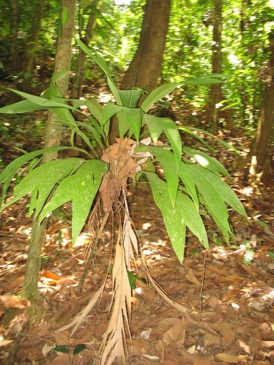 Geonoma cuneata, photographed by Zac Peterson