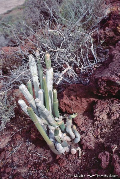 Ceropegia fusca, photographed by Tim Messick