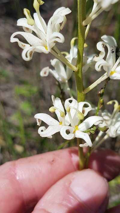 Lomatia ilicifolia, photographed by Vale Jenny Conolly