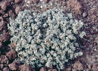 Polycarpaea nivea, photographed by Tim Messick