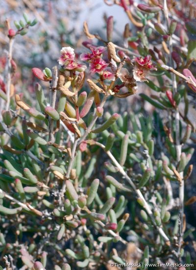 Afrosalsola divaricata, photographed by Tim Messick