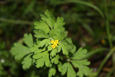 Villanova oppositifolia, photographed by Andrés Ramírez-Barrera