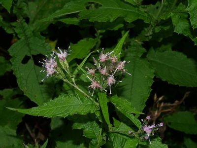 Saussurea glandulosa, photographed by Jacy Chen