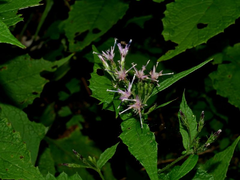 Saussurea glandulosa, photographed by Jacy Chen