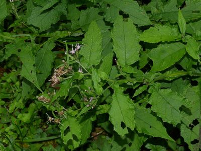 Saussurea glandulosa, photographed by Jacy Chen