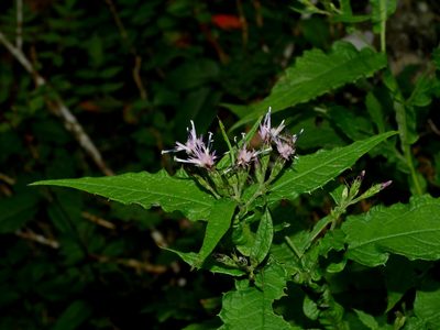 Saussurea glandulosa, photographed by Jacy Chen