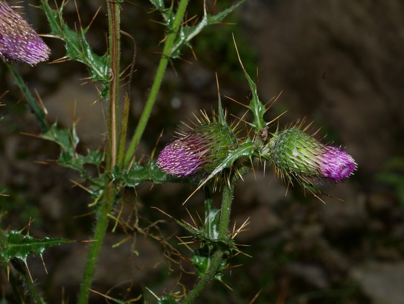 Cirsium ferum, photographed by Jacy Chen