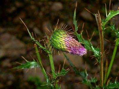 Cirsium ferum, photographed by Jacy Chen
