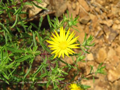 Heterotheca stenophylla, photographed by Annika Lindqvist