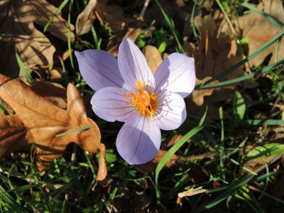 Crocus ibrahimii, photographed by katunchik