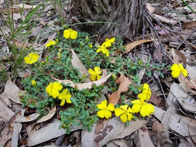 Hibbertia diffusa, photographed by Roman Soroka