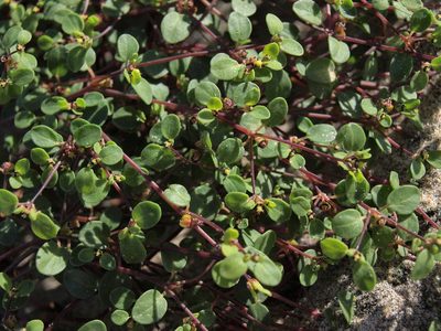 Euphorbia vizcainensis, photographed by Jim Morefield
