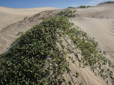 Euphorbia vizcainensis, photographed by Jim Morefield