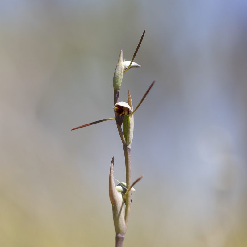 Orthoceras strictum, photographed by Kym Nicolson