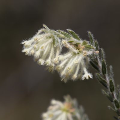 Pimelea octophylla, photographed by Kym Nicolson