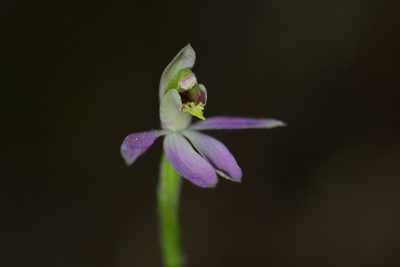 Caladenia variegata, photographed by Christopher Stephens