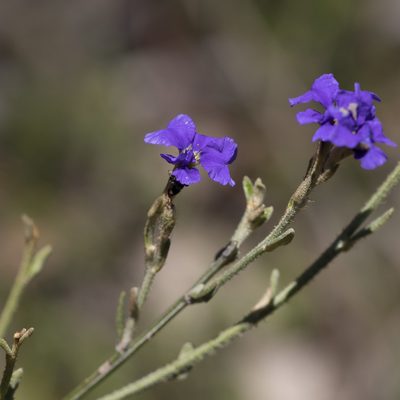Dampiera dysantha, photographed by Kym Nicolson
