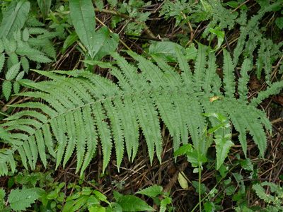 Dryopteris atrata, photographed by Jacy Chen