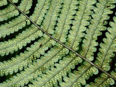 Dryopteris atrata, photographed by Jacy Chen