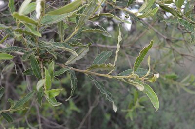 Ozoroa sphaerocarpa, photographed by Hildegard Klein