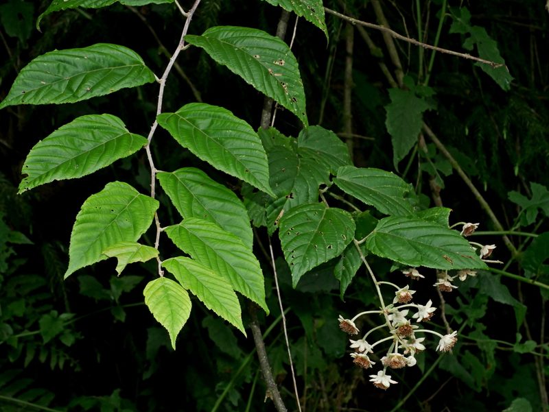 Rubus kawakamii, photographed by Jacy Chen