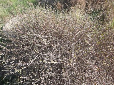 Coprosma intertexta, photographed by Alice Shanks