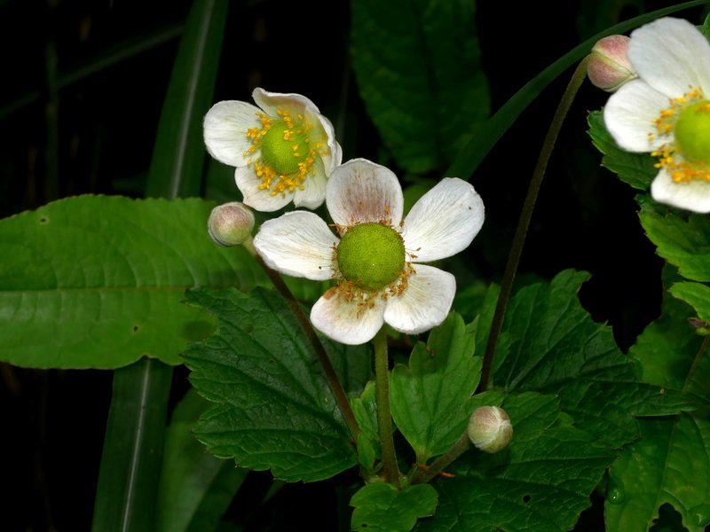 Eriocapitella vitifolia, photographed by Jacy Chen