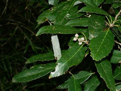 Quercus stenophylloides, photographed by Jacy Chen