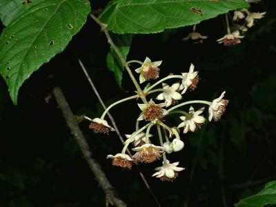 Rubus kawakamii, photographed by Jacy Chen