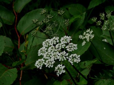 Conioselinum morrisonense, photographed by Jacy Chen