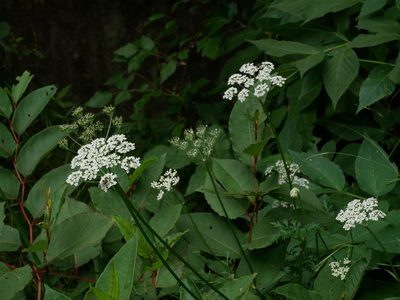 Conioselinum morrisonense, photographed by Jacy Chen