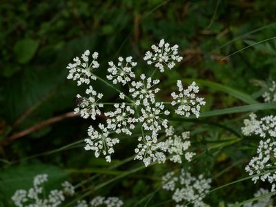 Conioselinum morrisonense, photographed by Jacy Chen