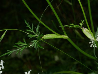 Conioselinum morrisonense, photographed by Jacy Chen