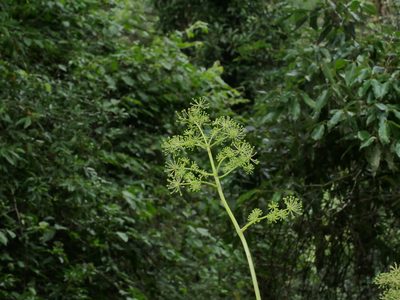 Aralia cordata, photographed by Jacy Chen