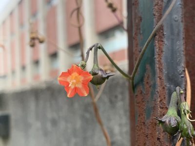 Ipomoea coccinea, photographed by kamataryo