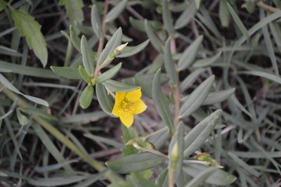 Talinum afrum, photographed by Hildegard Klein