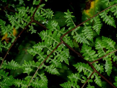 Cornopteris banajaoensis, photographed by Jacy Chen