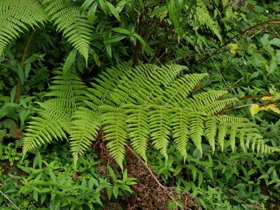 Dryopteris peranema, photographed by Jacy Chen