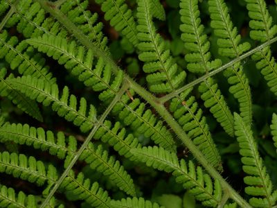Dryopteris peranema, photographed by Jacy Chen