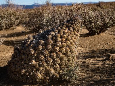 Euphorbia multiceps, photographed by James Deacon