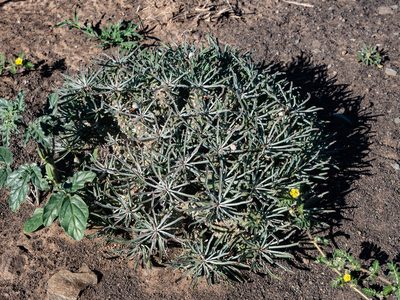 Euphorbia braunsii, photographed by James Deacon