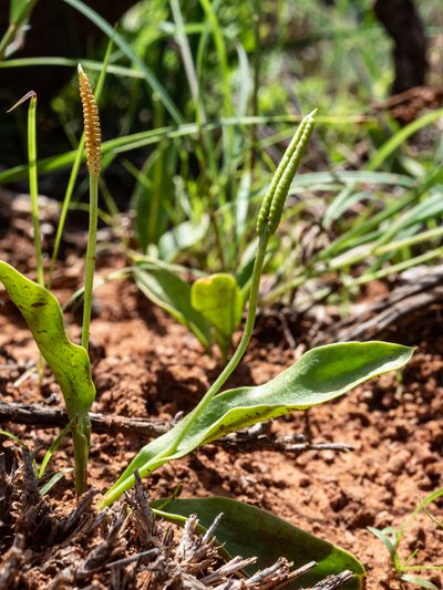 Ophioglossum polyphyllum, photographed by James Deacon