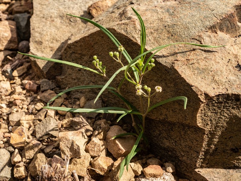 Schizoglossum aschersonianum, photographed by James Deacon