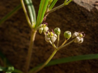 Schizoglossum aschersonianum, photographed by James Deacon
