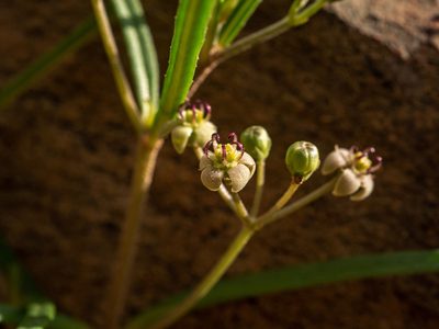 Schizoglossum aschersonianum, photographed by James Deacon